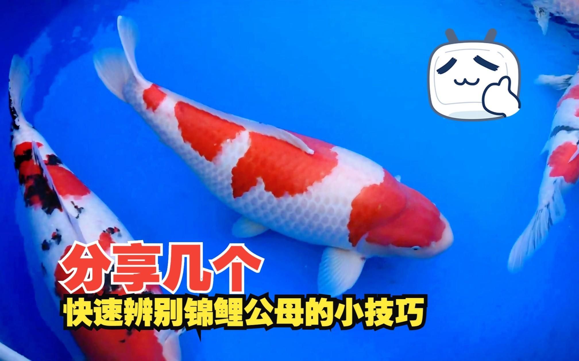 錦鯉公母魚哪個漂亮