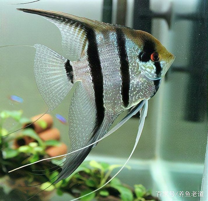 錦鯉公母魚哪個漂亮