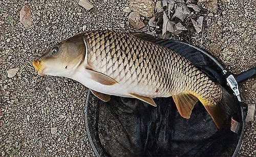 錦鯉公母魚哪個漂亮