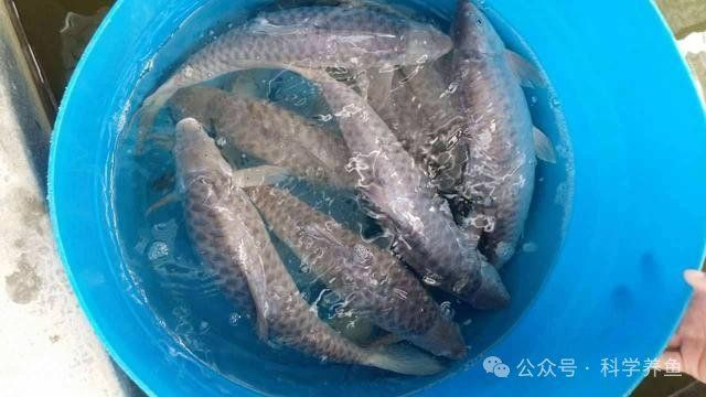 馬來西亞忘不了魚百度百科
