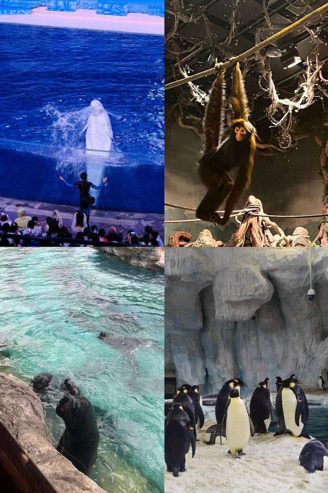 珠海水族館 龍魚世家水族館最優