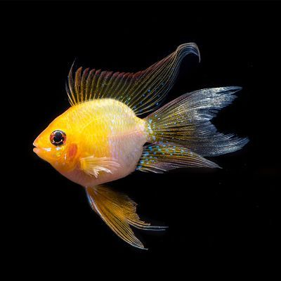 龍魚和鳳魚：關于龍魚和鳳魚的飼養知識