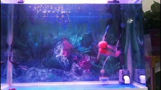 紅龍魚每周停食日安排：紅龍魚幼魚喂養技巧，紅龍魚停食日健康監測，紅龍魚水質管理方法