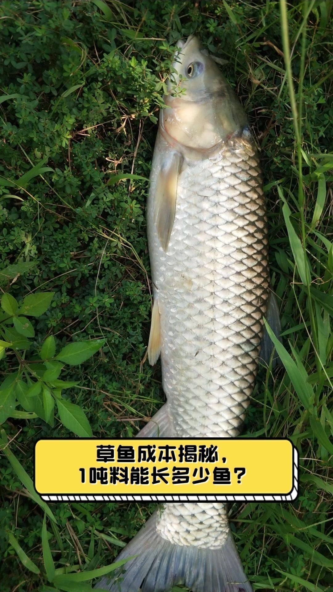 魚飼料價(jià)格與效果關(guān)系