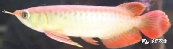 燈光對龍魚發色重要么