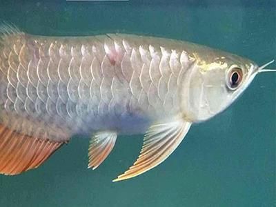 龍魚充血的治療方法（如何治療龍魚充血）