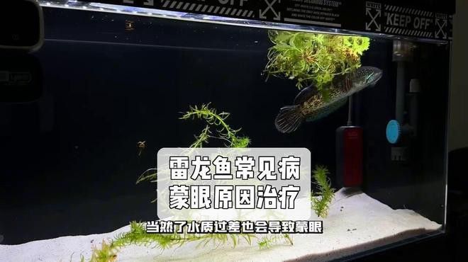 如何判斷雷龍魚是否生病