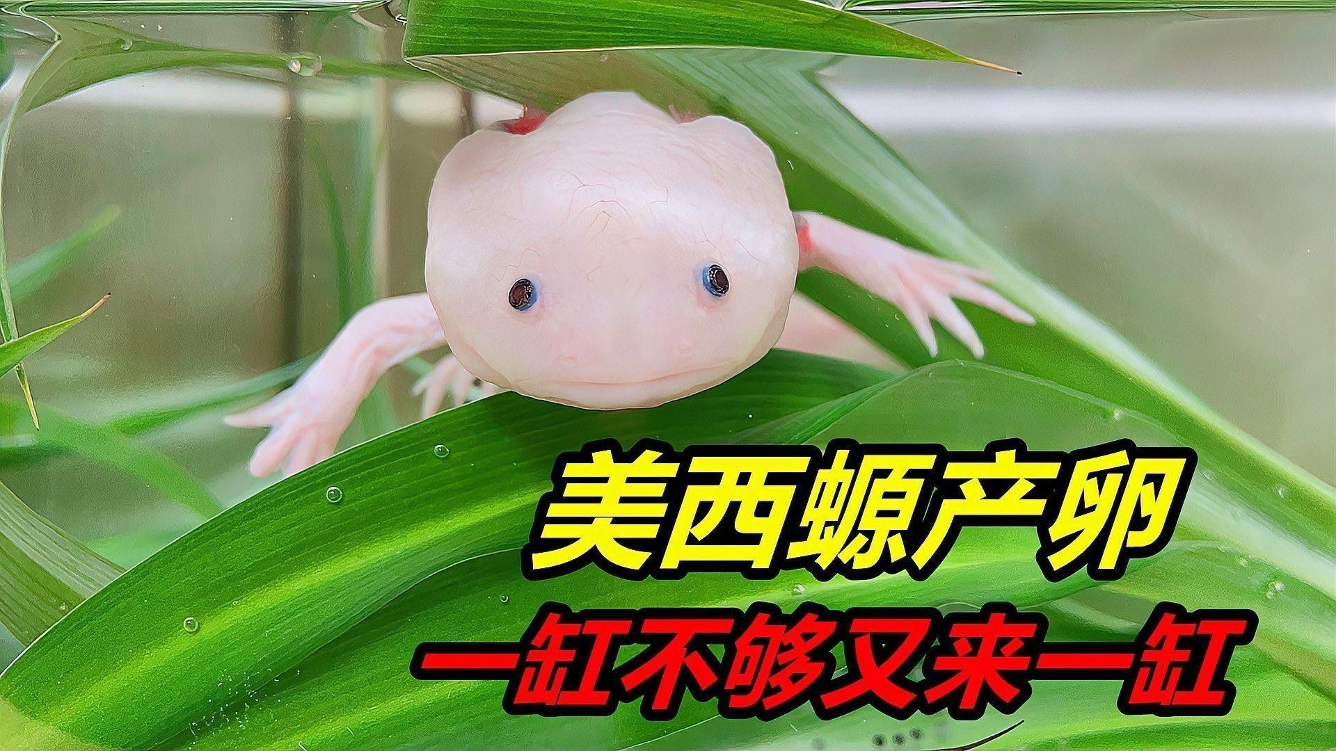 恐龍魚需要多大魚缸養殖