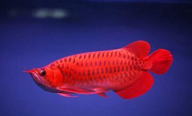 有了銀龍魚能加入曼龍魚嗎（銀龍魚和曼龍魚可以混養(yǎng)但需要考慮關(guān)鍵因素以確保它們能夠和諧共處）