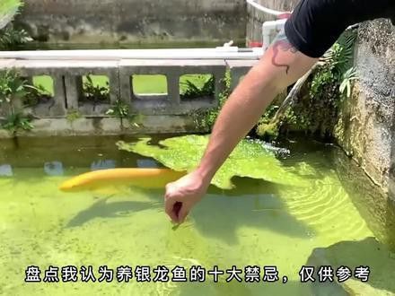 紅眼銀龍魚