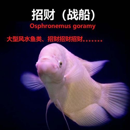 紅眼銀龍魚