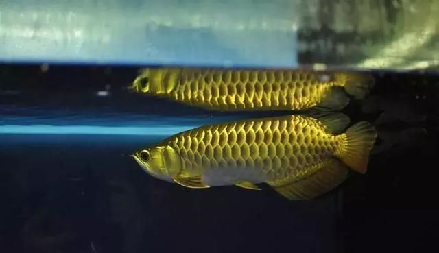 龍魚咬自己尾巴：龍魚為什么會(huì)咬自己的尾巴
