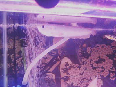 龍魚咬自己尾巴：龍魚為什么會咬自己的尾巴