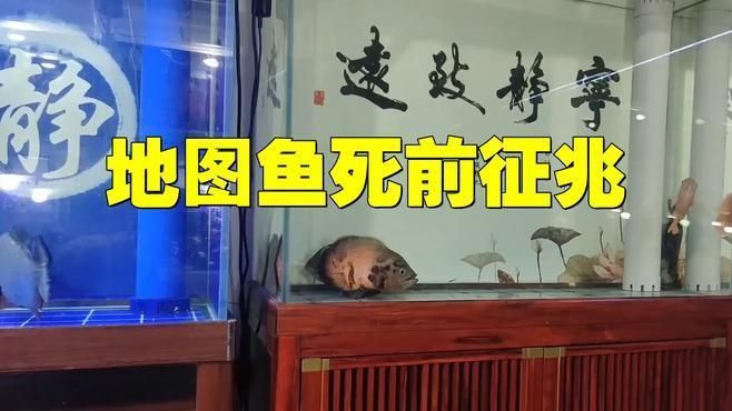 養了二十年的地圖魚
