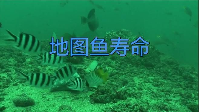養了二十年的地圖魚