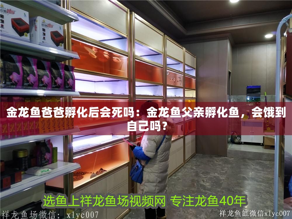 金龍魚爸爸孵化后會死嗎：金龍魚父親孵化魚，會餓到自己嗎？