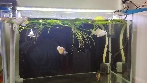 蝴蝶鯉和龍魚混養是可行的，但需要仔細選擇混養伴侶：蝴蝶鯉和龍魚可以混養嗎