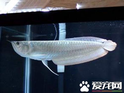 剛買回來銀龍魚不吃東西怎么辦（銀龍魚不吃東西怎么辦）