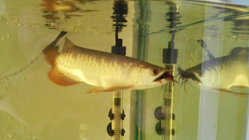 龍魚換水前需要禁食嗎（如何判斷龍魚是否健康,龍魚飼料選擇指南）