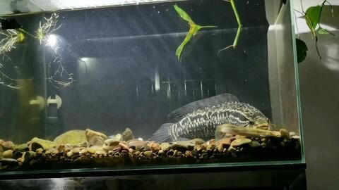 雷龍魚新品種排名（雷龍魚新品種排名：巴卡雷龍之王，巴卡雷龍之王）