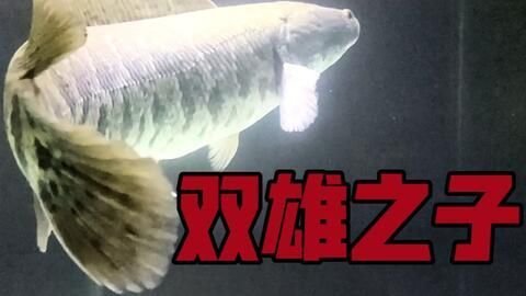 雷龍魚新品種排名（雷龍魚新品種排名：巴卡雷龍之王，巴卡雷龍之王）