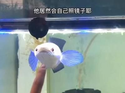 雷龍魚新品種排名（雷龍魚新品種排名：巴卡雷龍之王，巴卡雷龍之王）