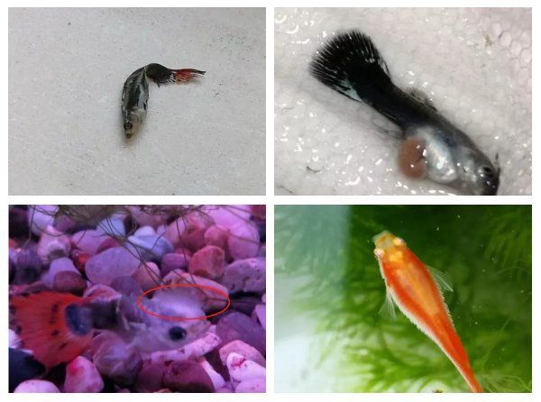 孔雀魚為啥生了寶寶就死了