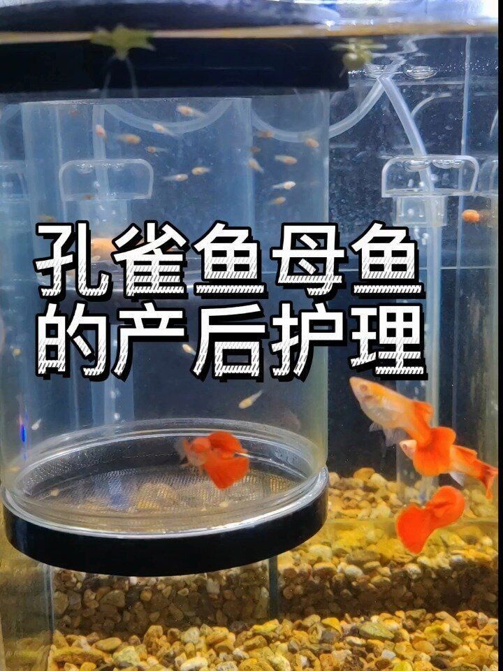 孔雀魚為啥生了寶寶就死了