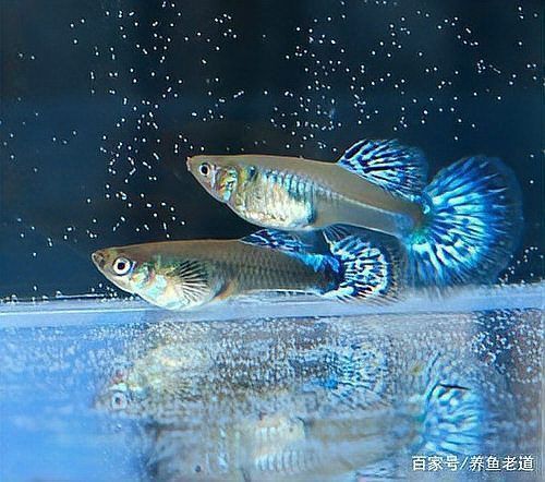 孔雀魚為啥生了寶寶就死了
