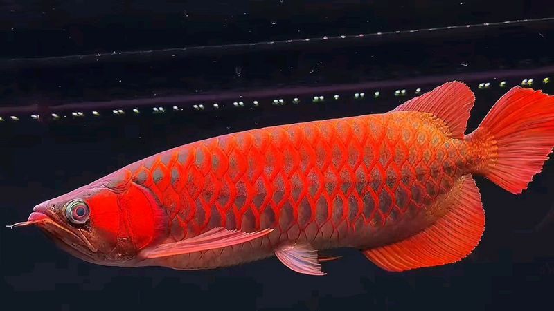 有哪些品牌的辣椒紅龍魚值得推薦？