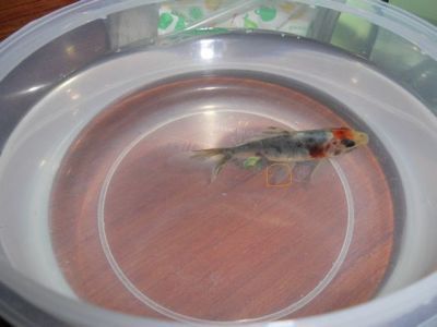 龍魚鰭上長白疙瘩：龍魚鰭上長白疙瘩可能由多種因素引起水質問題引起