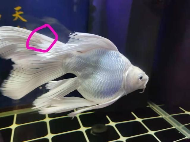 龍魚鰭上長白疙瘩：龍魚鰭上長白疙瘩可能由多種因素引起水質問題引起