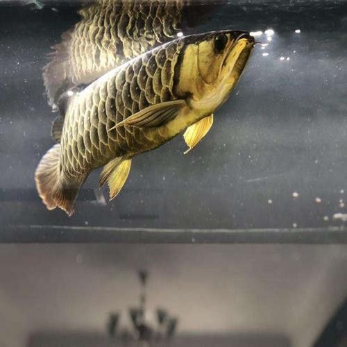 給我推薦一些優(yōu)質(zhì)的短身龍魚品種