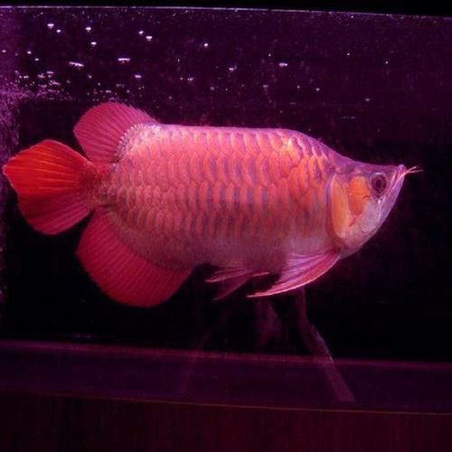 給我推薦一些優(yōu)質(zhì)的短身龍魚品種