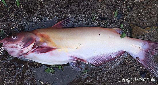 魚肚子變紅充血怎么回事