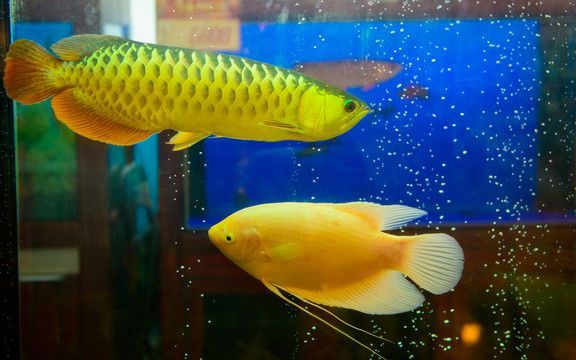 金龍魚能和招財魚一起養嗎怎么養：金龍魚和招財魚在理論上可以一起養但是不建議一起養