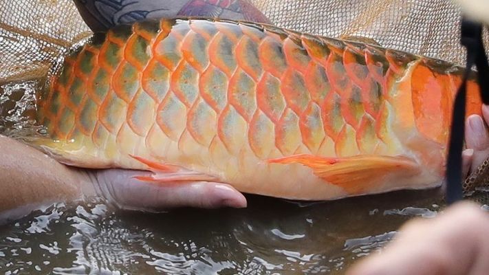 印尼野生紅龍魚紀錄片叫什么名字