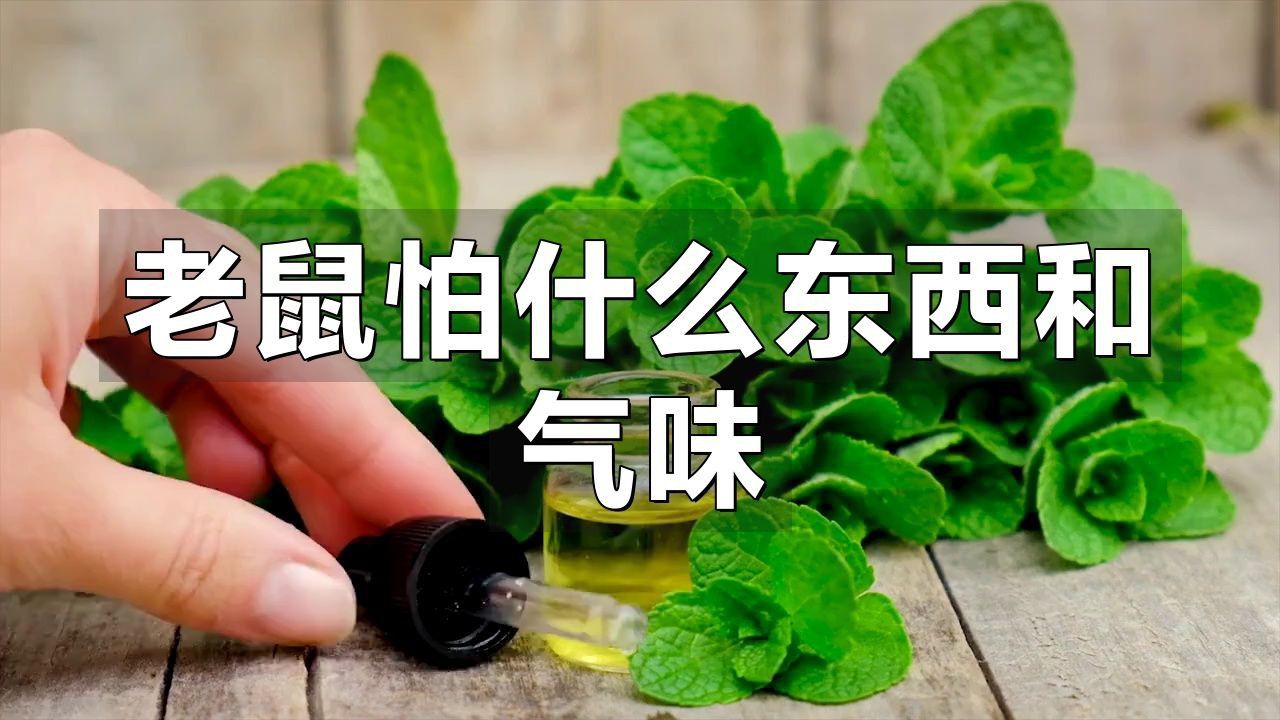 老鼠最怕的氣味第一名