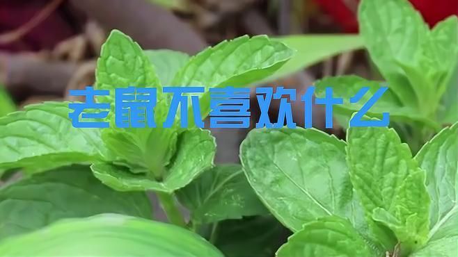 老鼠最怕的氣味第一名