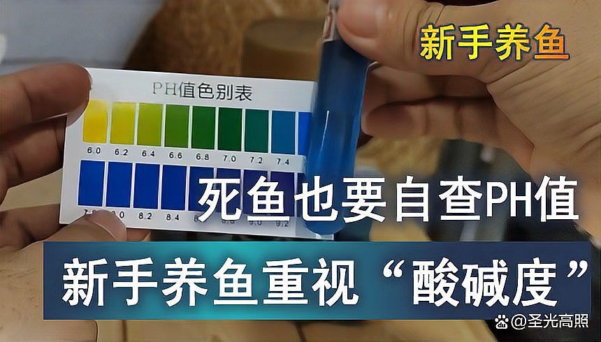 紅龍魚水質PH質6.2怎么辦