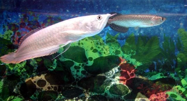 銀龍魚(yú)細(xì)菌性腸炎用什么藥（如何治療銀龍魚(yú)細(xì)菌性腸炎） 銀龍魚(yú)細(xì)菌性腸炎用什么藥（如何治療銀龍魚(yú)細(xì)菌性腸炎） 龍魚(yú)百科 第5張