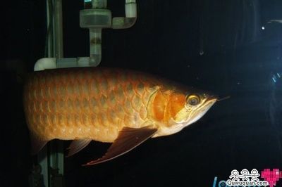 如何喂養金龍魚體型才能好，如何喂養金龍魚