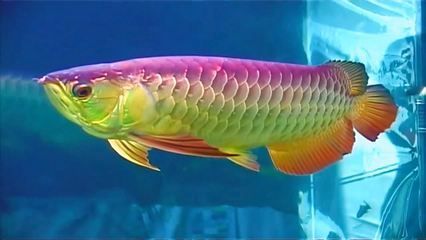 金龍魚認識主人嗎【金龍魚是認識主人的嗎，金龍魚能夠區分主人和陌生人】
