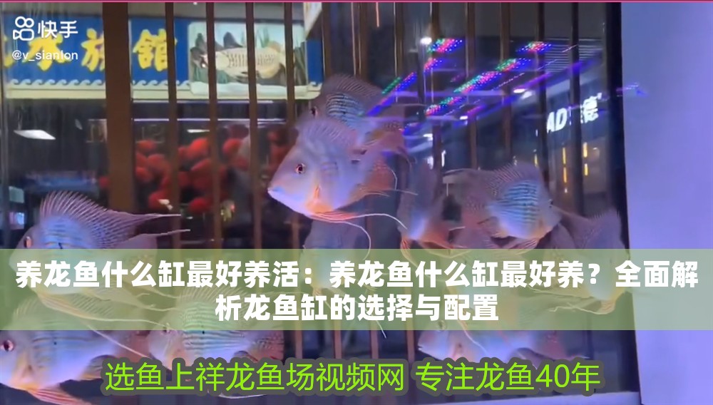 養龍魚什么缸最好養活：養龍魚什么缸最好養？全面解析龍魚缸的選擇與配置