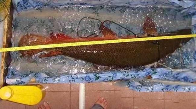 潛水艇魚食物新鮮度要求，潛水艇魚日常護理要點：潛水艇魚飼料自制方法