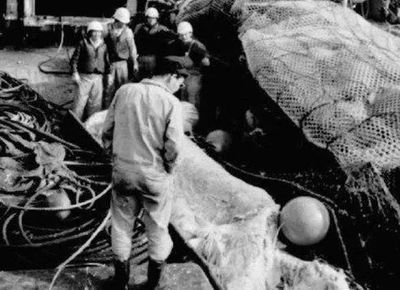 潛水艇魚食物新鮮度要求，潛水艇魚日常護理要點：潛水艇魚飼料自制方法