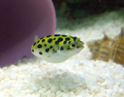 潛水艇魚食物新鮮度要求，潛水艇魚日常護理要點：潛水艇魚飼料自制方法
