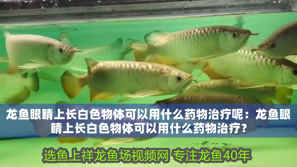 龍魚眼睛上長(zhǎng)白色物體可以用什么藥物治療呢：龍魚眼睛上長(zhǎng)白色物體可以用什么藥物治療？