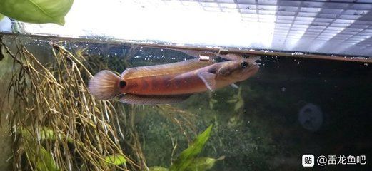 大型雷龍魚(yú)有什么品種的（常見(jiàn)的幾種大型雷龍魚(yú)品種）