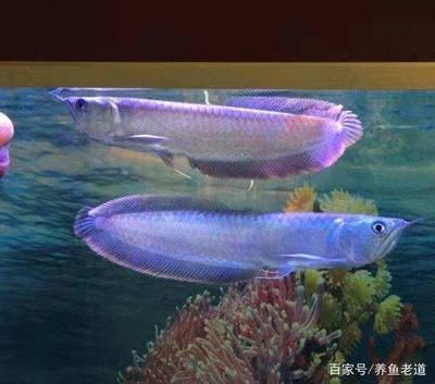 龍魚(yú)跳缸后的處理方法（龍魚(yú)從魚(yú)缸跳出來(lái)掉在地上是否會(huì)有事）